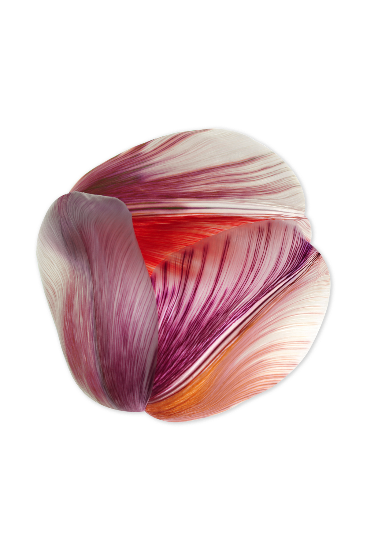 Tulip Mania Carpet Moooi